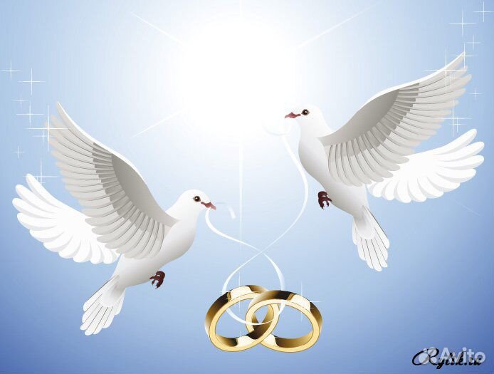 Свадебные белые голуби купить на Зозу.ру - фотография № 1