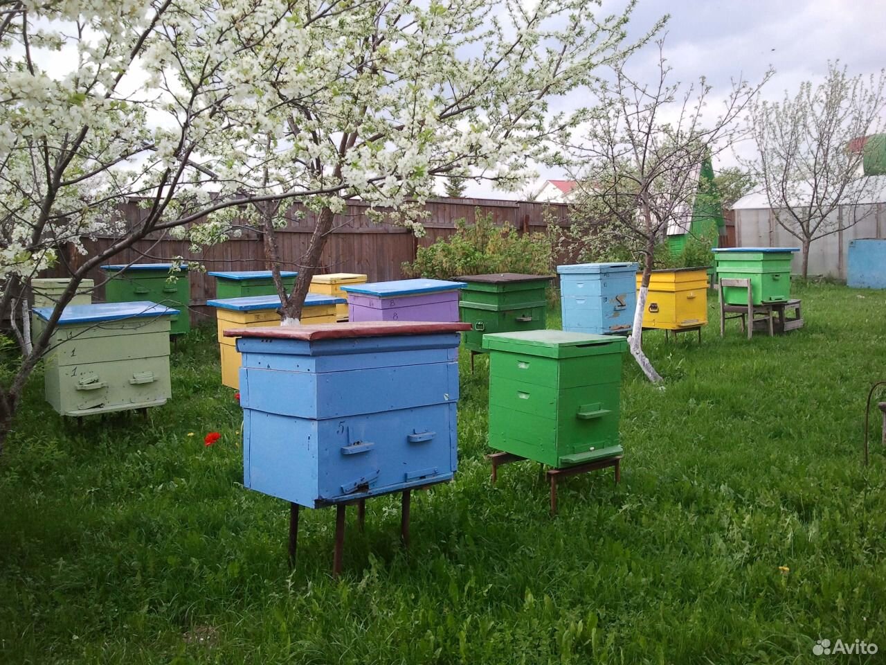 Продажа пчел купить на Зозу.ру - фотография № 3