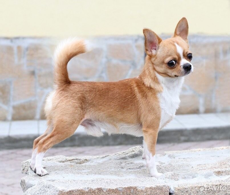 Escort Chihuahua