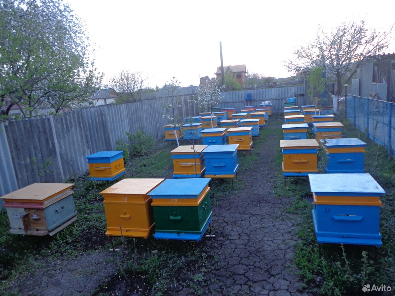 Продажа пчелосемей и пчелопакетов купить на Зозу.ру - фотография № 1