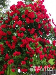 Корнесобственные плетистые розы купить на Зозу.ру - фотография № 2