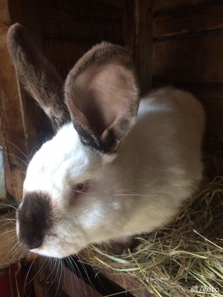 Калифорнийские Кролики Купить В Нижегородской Области Починки