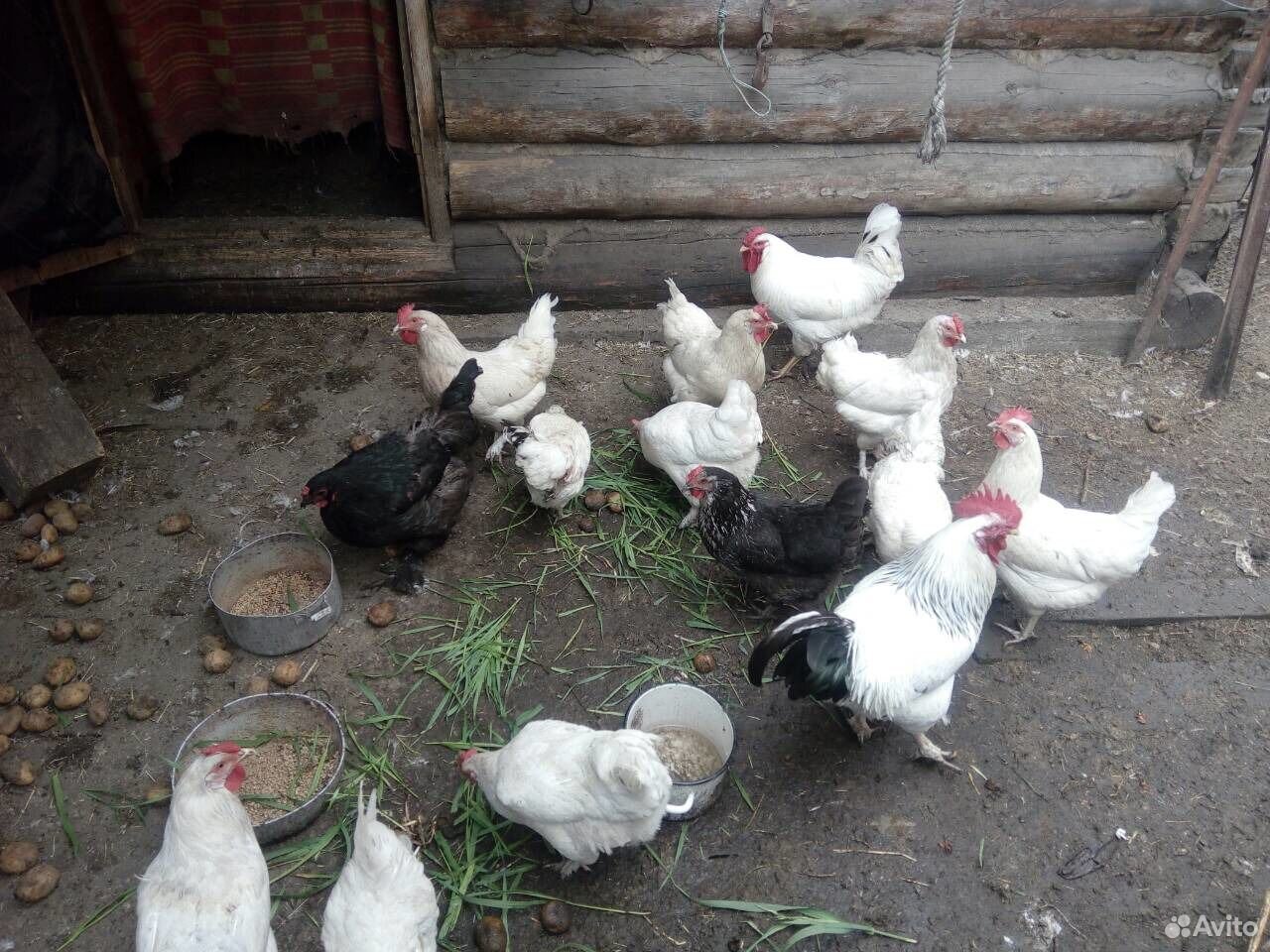 Курицы-несушки купить на Зозу.ру - фотография № 1
