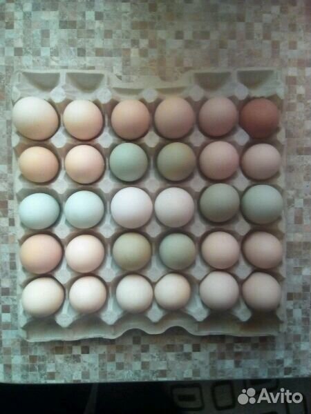 Инкубационное яйцо породистых кур купить на Зозу.ру - фотография № 2
