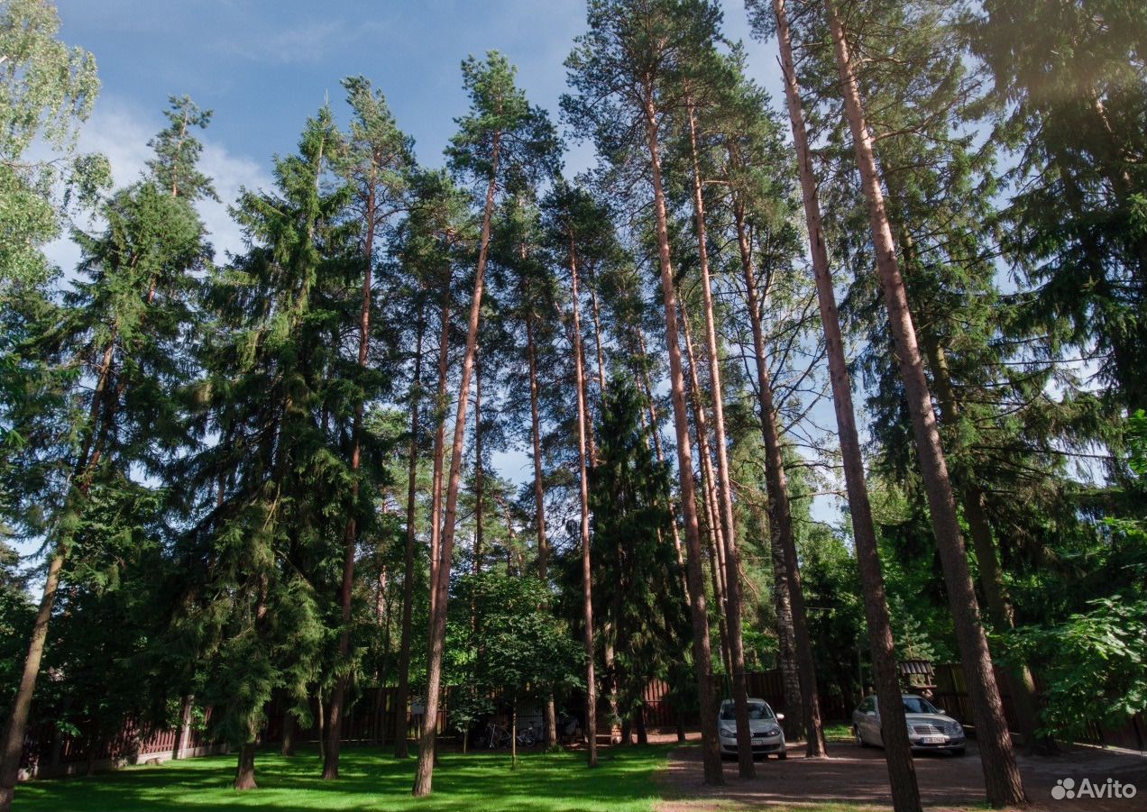 Фото песочное санкт петербург