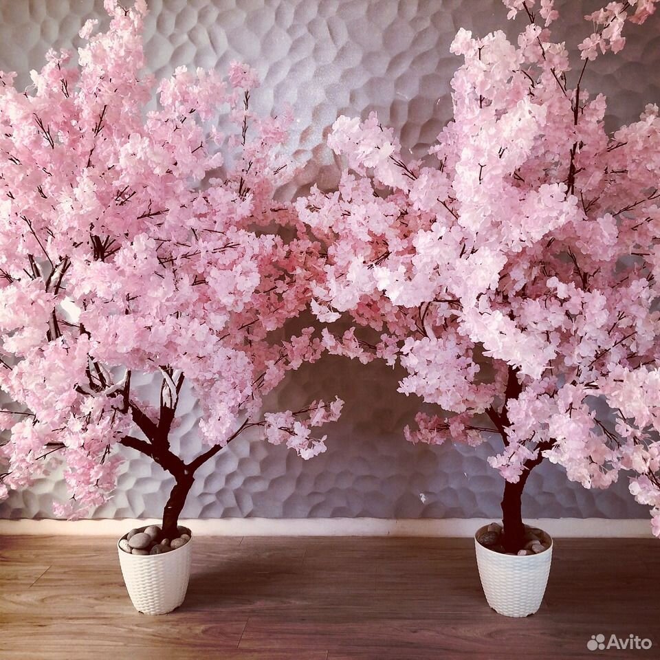 луизеания дерево. сакура дарахт. сакура розанна. сакура декоративная. Sakura 3pes дерево.