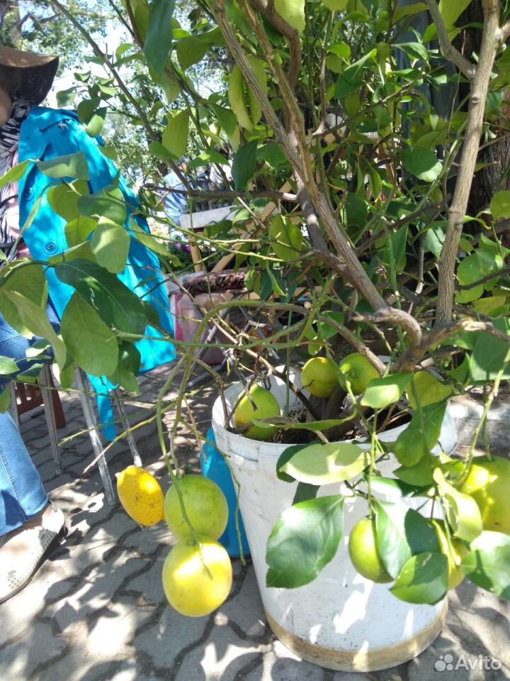 Продаю лимоны Павловские с плодами и без плодов купить на Зозу.ру - фотография № 3