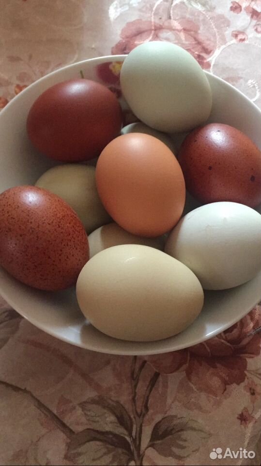 Свежие домашние Яйца мясо птицы купить на Зозу.ру - фотография № 2