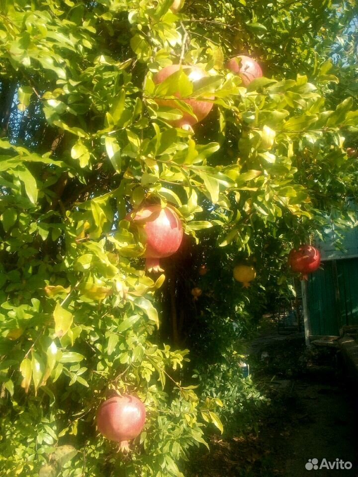 Купить Домашние Цветы В Евпатории