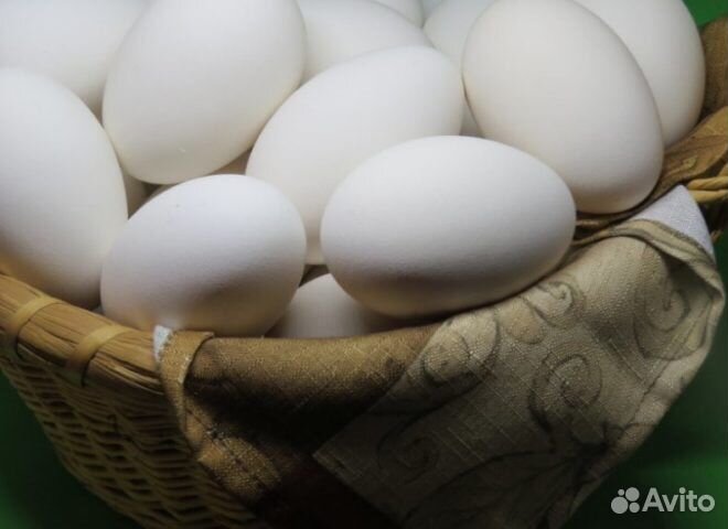 Яйцо гусиное купить на Зозу.ру - фотография № 2