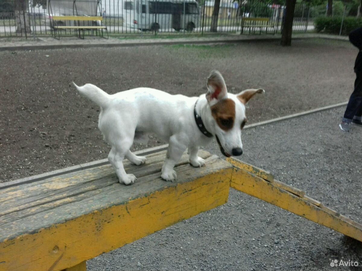джек-рассел-терьер. течка у собак джек расселов. джек рассел спаривание. джек рассел спаривание. вязка собак джек.