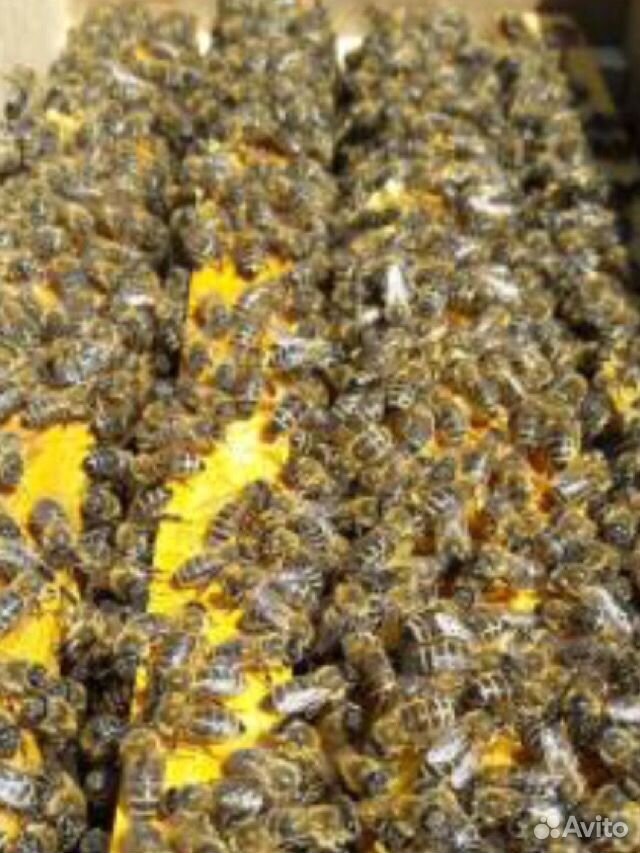 Продам 100 пчелопакетов дадан.По другим вопросам п купить на Зозу.ру - фотография № 1