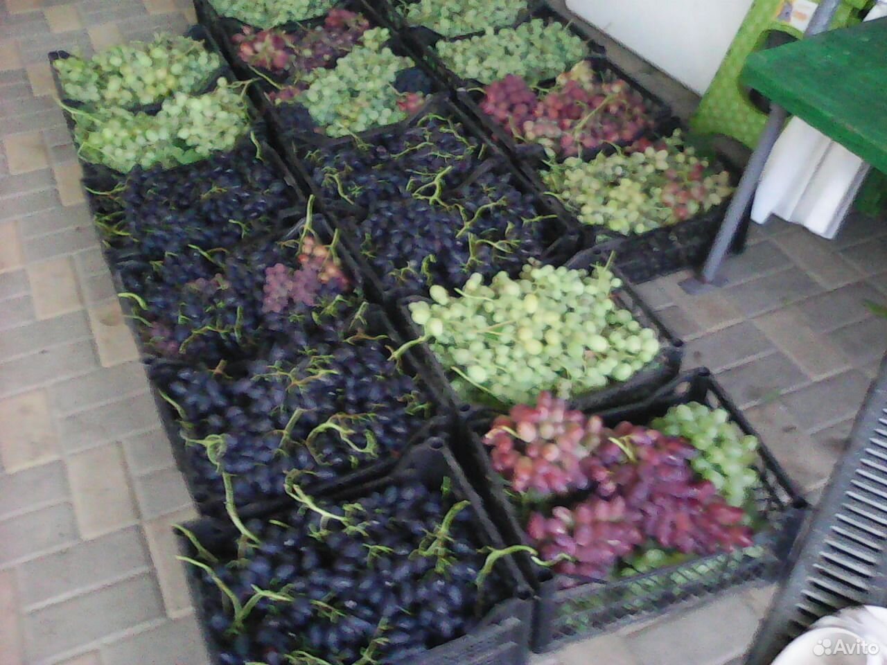 Саженцы: винограда,ежевики,малины купить на Зозу.ру - фотография № 1