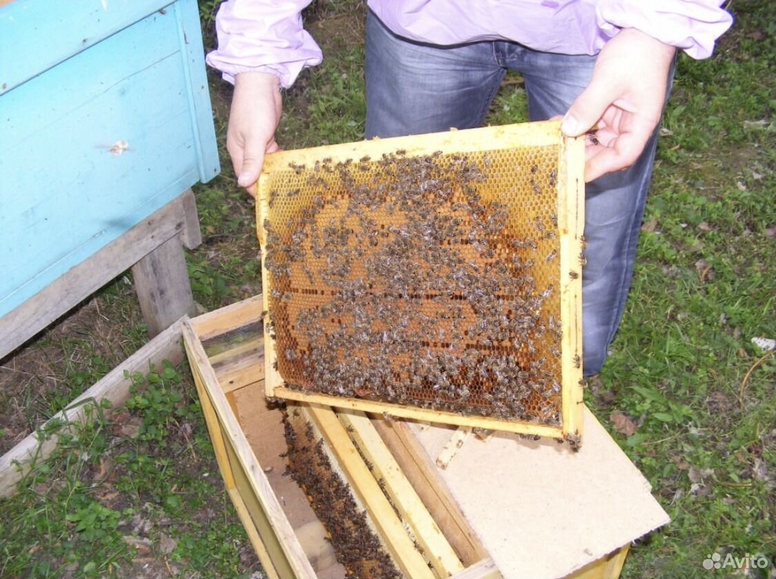 Продам пчелопакеты купить на Зозу.ру - фотография № 1