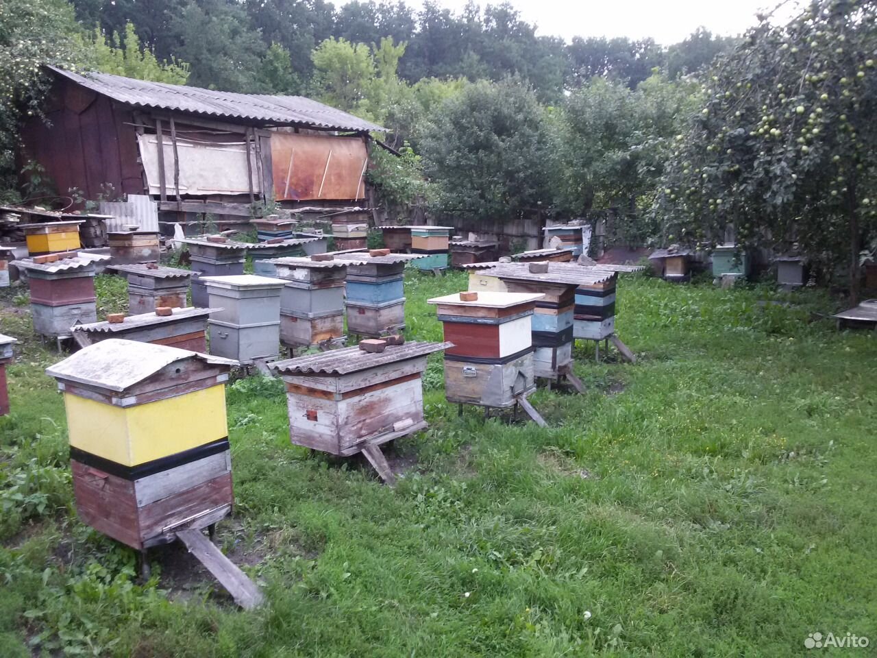 Пчелопакеты (3+ 1 рамки), пчелосемьи купить на Зозу.ру - фотография № 1