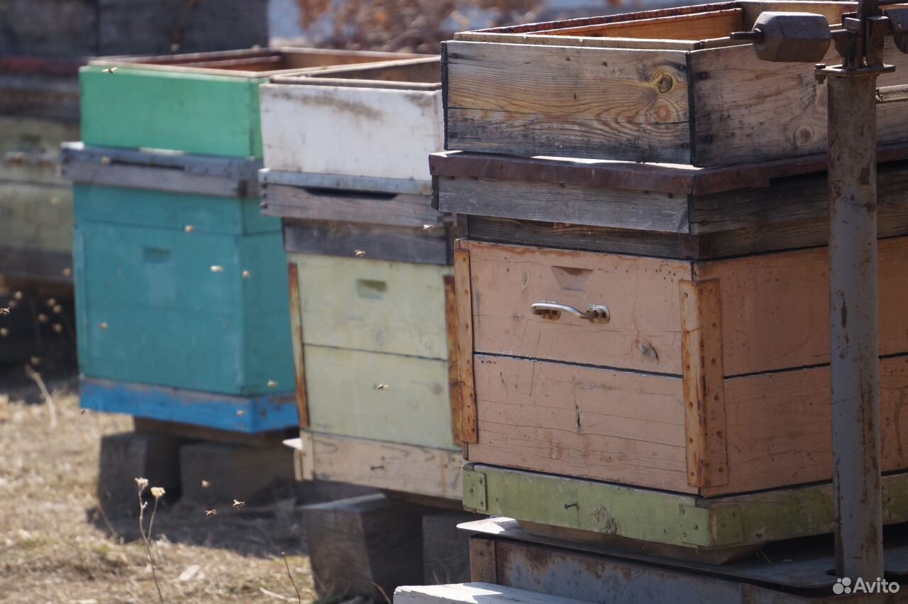 Продам пчелосемьи с ульями купить на Зозу.ру - фотография № 1