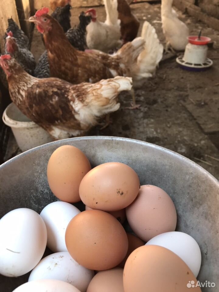Куриные домашние яйца купить на Зозу.ру - фотография № 3