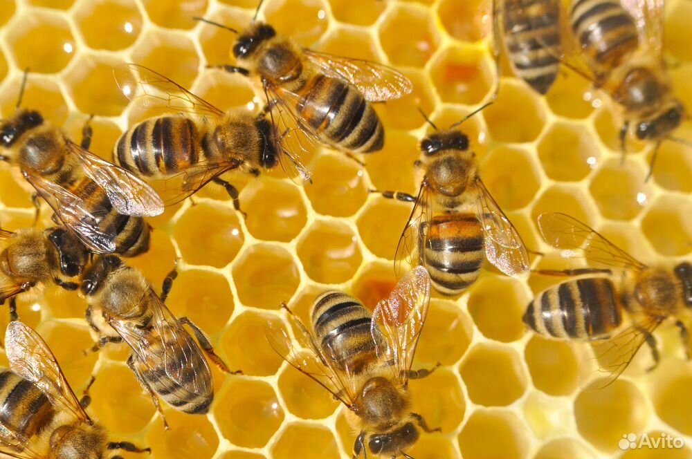 Пчелиные семья купить на Зозу.ру - фотография № 1