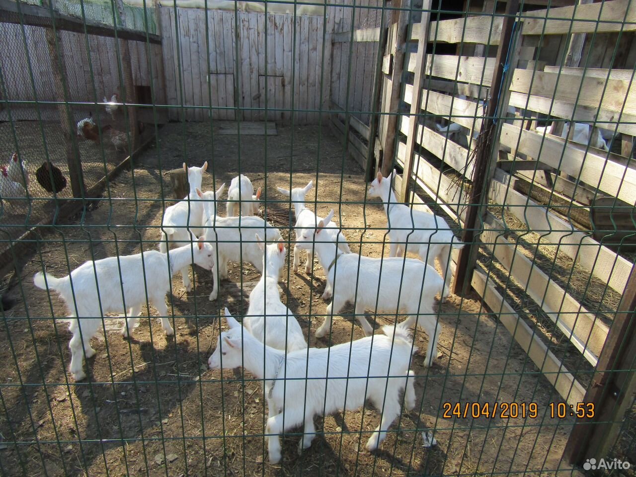 Продаются чистопородные зааненские козлята купить на Зозу.ру - фотография № 3