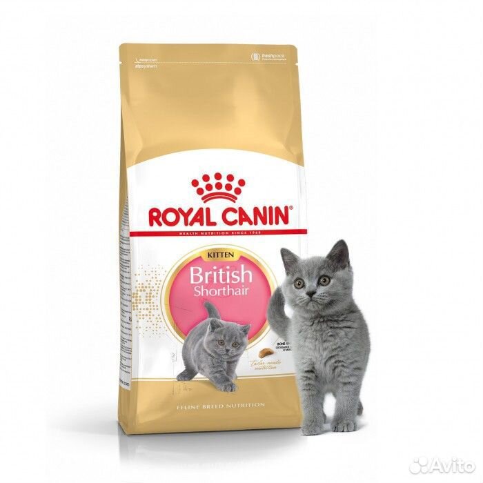 Корм для шотландских котят. Роял Канин Бритиш Киттен Шортхэйр. Роял Канин для британских кошек. Корм Роял Канин для британцев 10 кг. Корм Royal Canin для шотландских кошек.