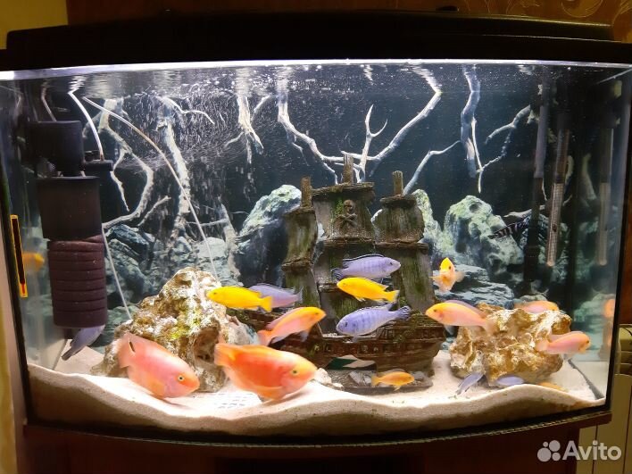 Продам аквариум 240л. с оборудованием и рыбами купить на Зозу.ру - фотография № 1
