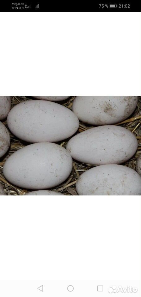 Купить инкубационное яйцо брянская область. Соберу инкубационное яйцо гусиное. Яйцо гусиное инкубационное 12 дней. Инкубационное яйцо гусей купить. Гусиное яйцо Размеры в см.
