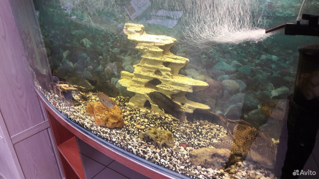 Продам аквариум купить на Зозу.ру - фотография № 8
