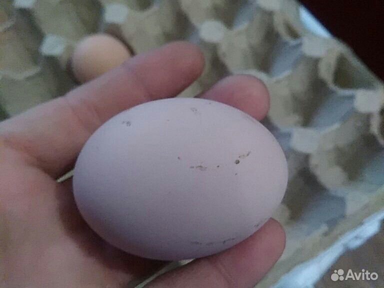 Яйцо для инкубаций домашних кур купить на Зозу.ру - фотография № 1