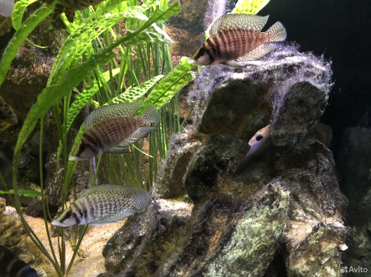 Altolamprologus calvus white