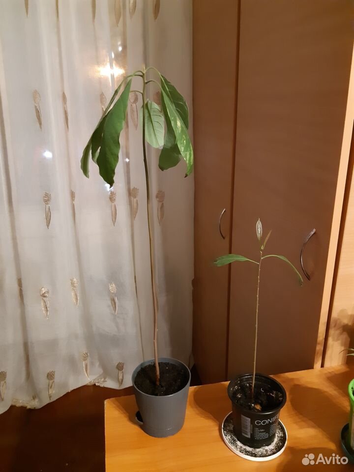 Растение авокадо (2 шт.) купить на Зозу.ру - фотография № 1