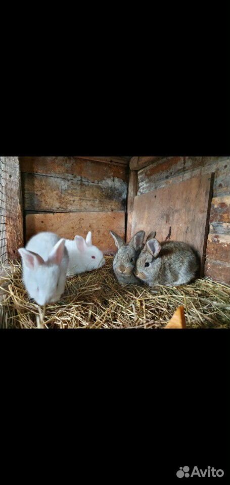 Кролики разных пород купить на Зозу.ру - фотография № 2