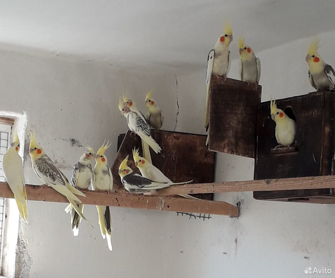 Волнистые попугаи, кореллы купить на Зозу.ру - фотография № 5