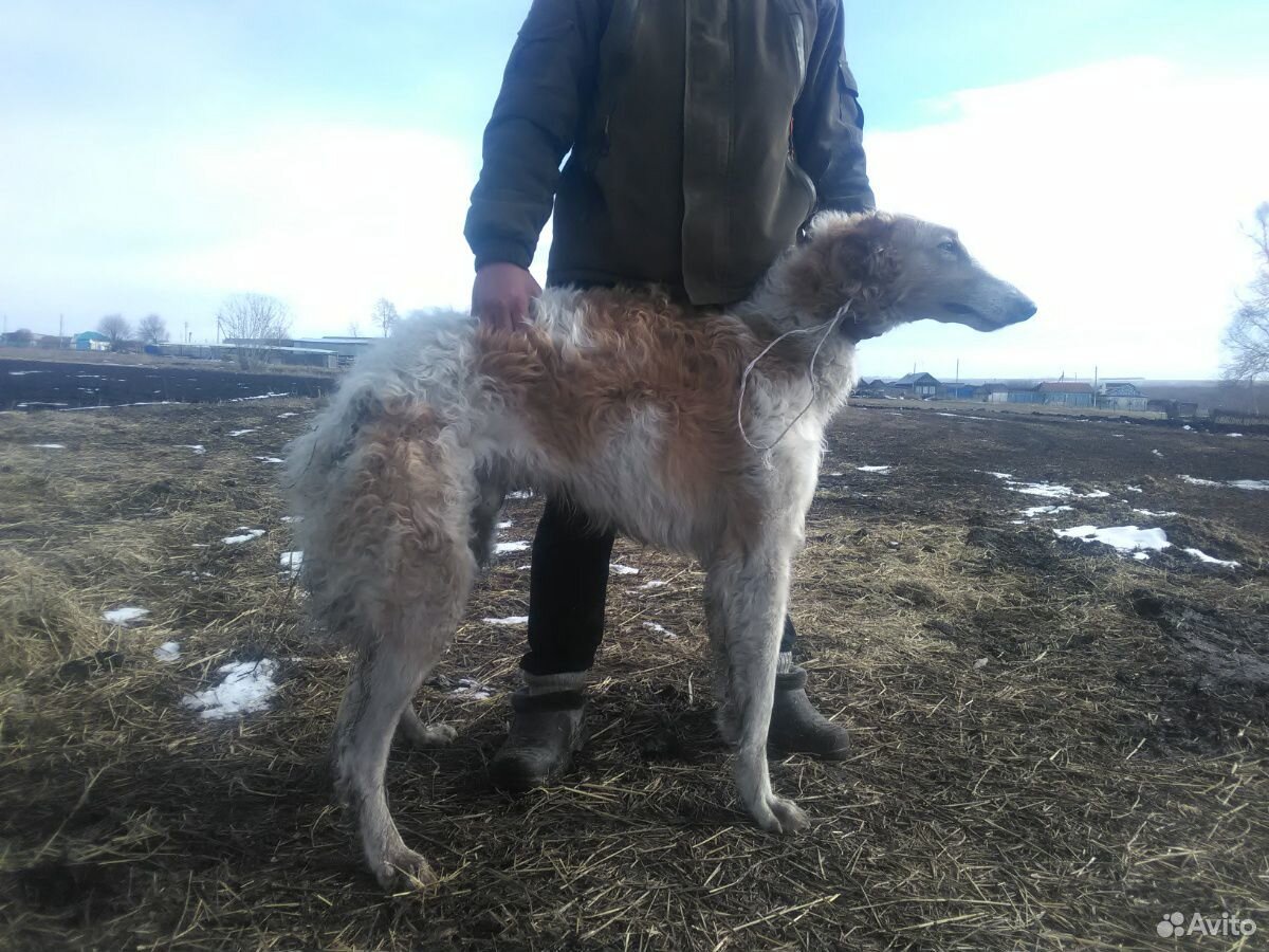 Собака за две купить на Зозу.ру - фотография № 3
