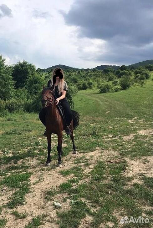 Лошадь кобыла купить на Зозу.ру - фотография № 3