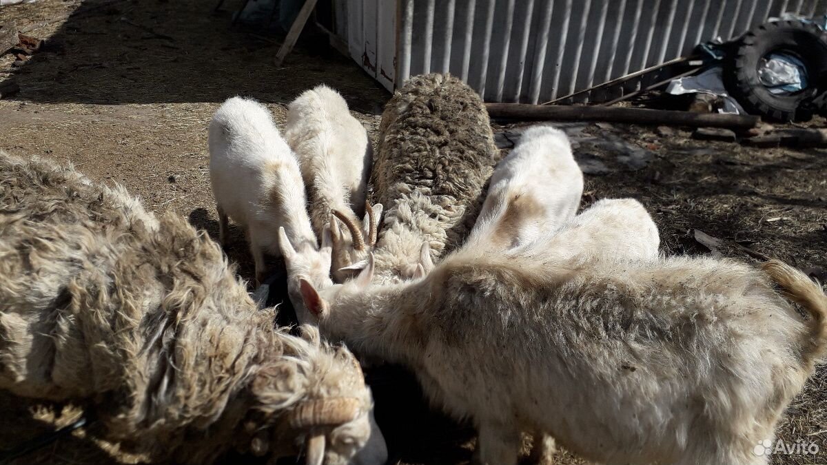 Баранов, коз, козлят купить на Зозу.ру - фотография № 1
