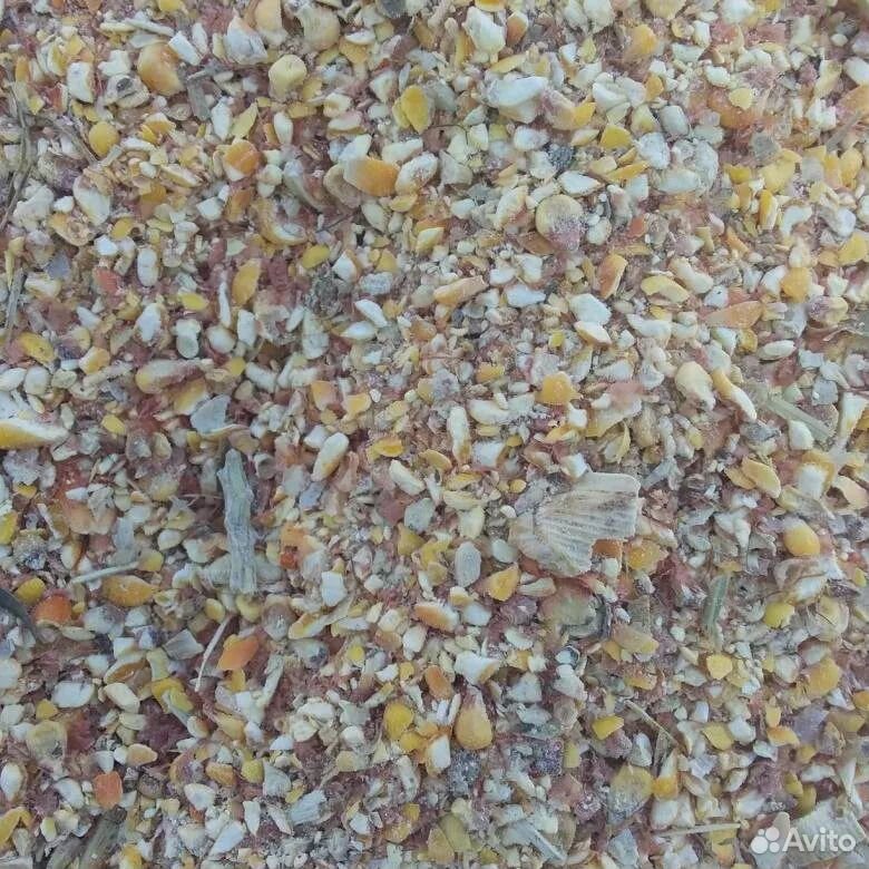 Кукуруза, пшеница, мука купить на Зозу.ру - фотография № 1