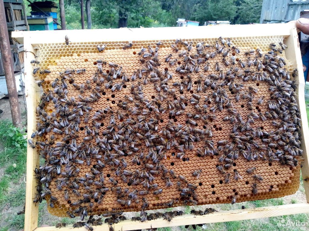 Пчелосемьи Рут и Дадан, пчелопакеты, пчеломатки купить на Зозу.ру - фотография № 1