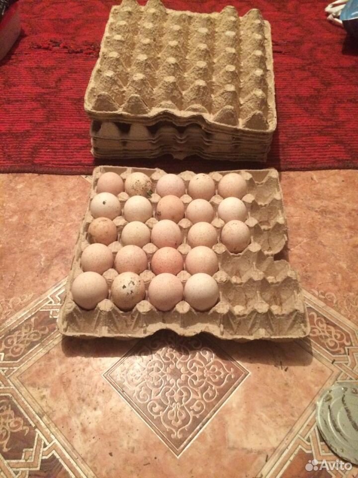 Яйцо индюка купить на Зозу.ру - фотография № 1