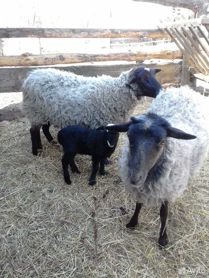 Баран,2 овцы + ягнёнок купить на Зозу.ру - фотография № 2