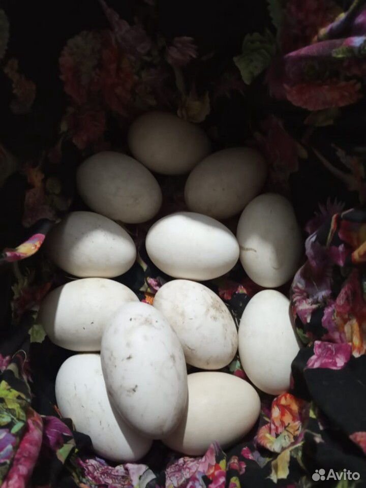 Домашнее гусиное яйцо порода холмогорские купить на Зозу.ру - фотография № 3