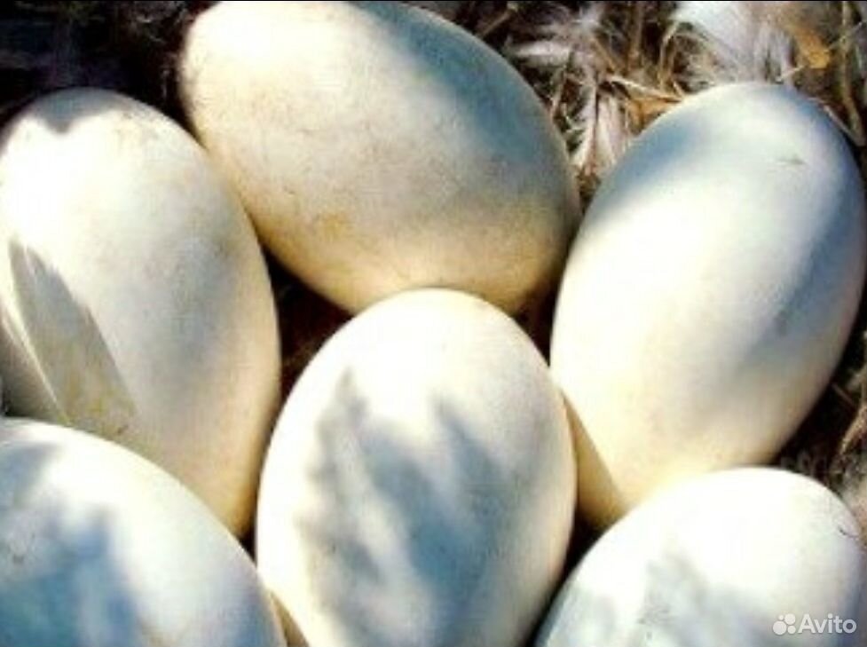 Гусиные яйца инкубаторные купить на Зозу.ру - фотография № 3