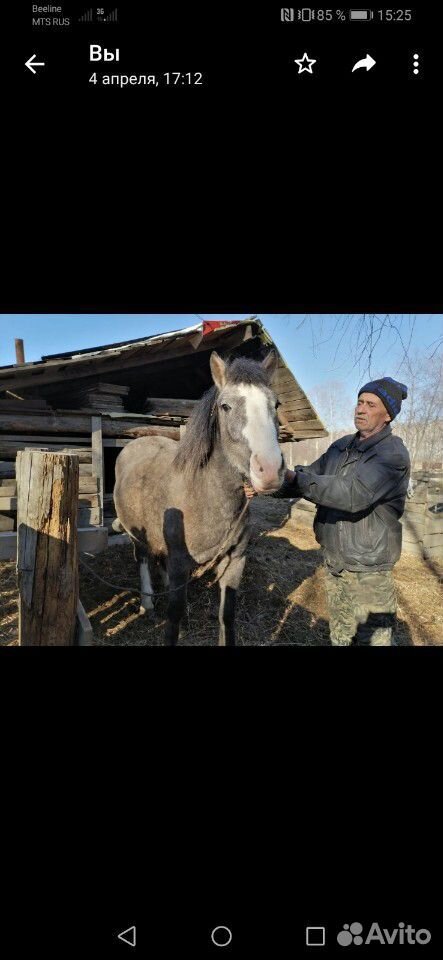 Продам лошадь. возможен торг купить на Зозу.ру - фотография № 2