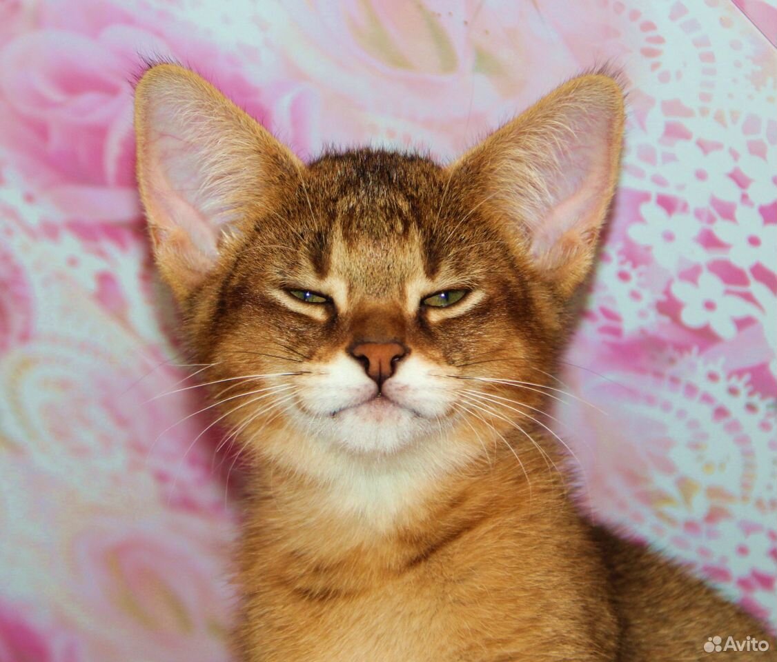 Кошка чаузи