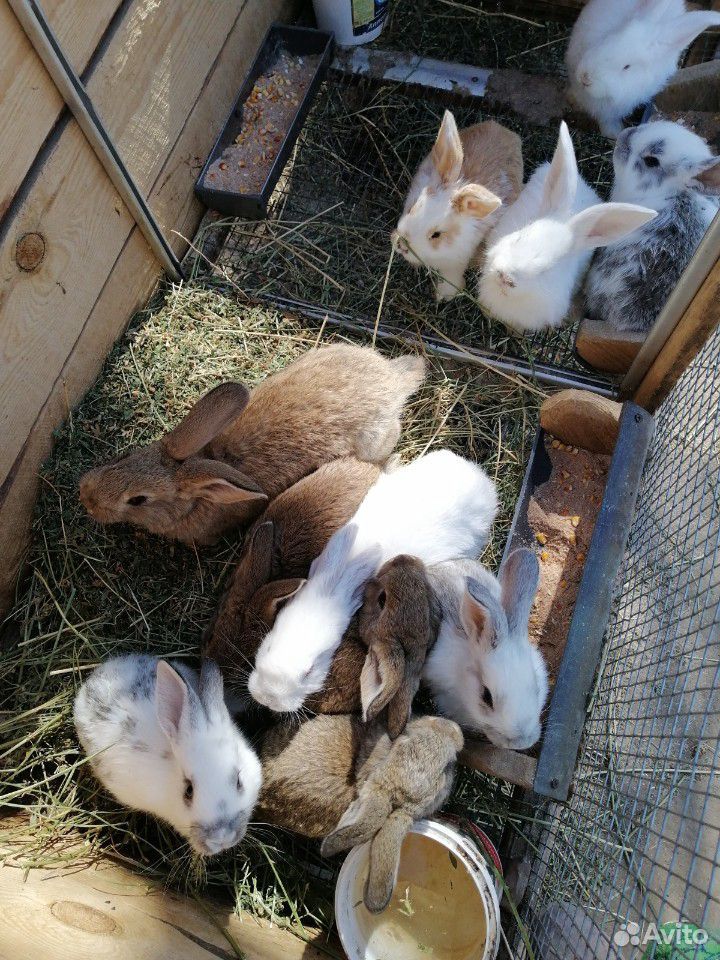 Куры кролики купить на Зозу.ру - фотография № 4
