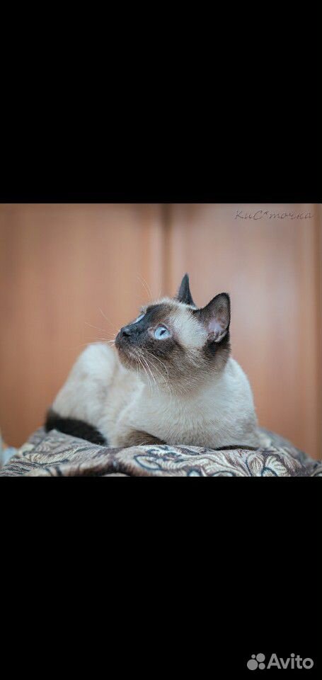 Голубоглазая кошка в добрые руки купить на Зозу.ру - фотография № 3