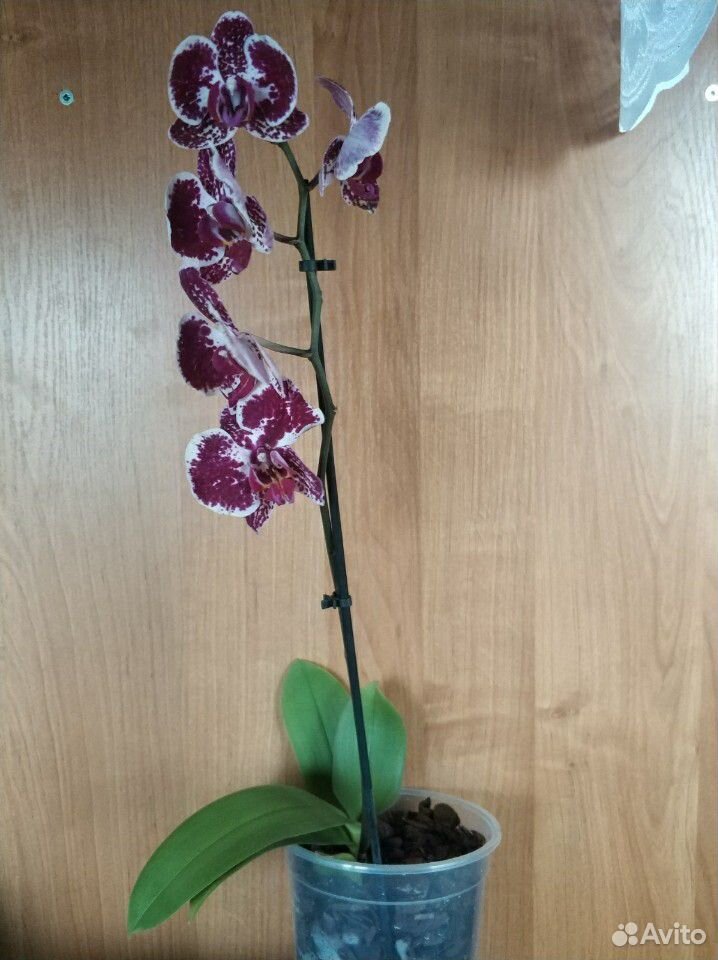 Орхидеи купить на Зозу.ру - фотография № 9