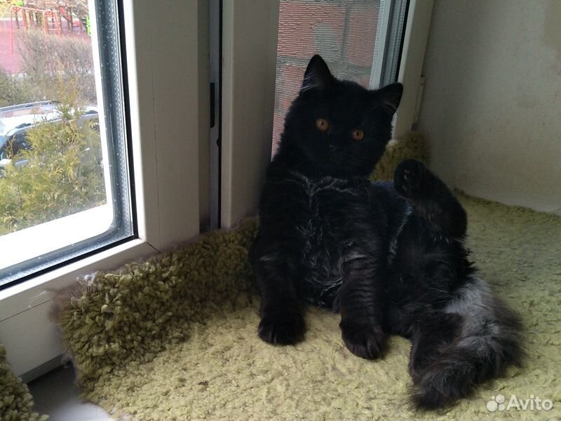 Британский черный котик купить на Зозу.ру - фотография № 2