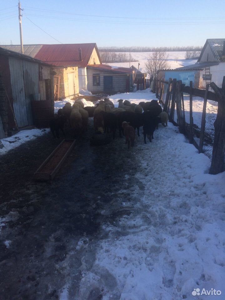 Овцы купить на Зозу.ру - фотография № 4