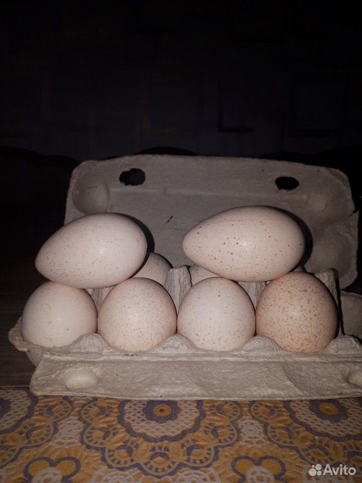 Инкубационное яйцо индейки купить на Зозу.ру - фотография № 3