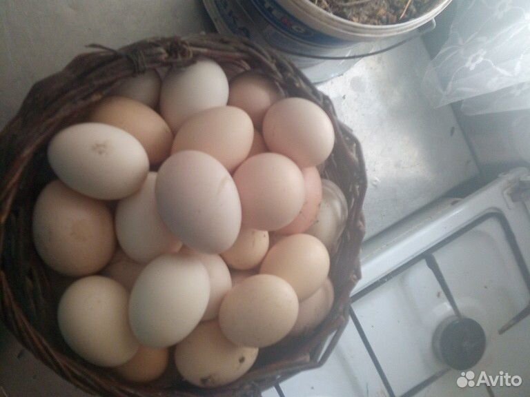 Продаю яйцо инкубационное купить на Зозу.ру - фотография № 3